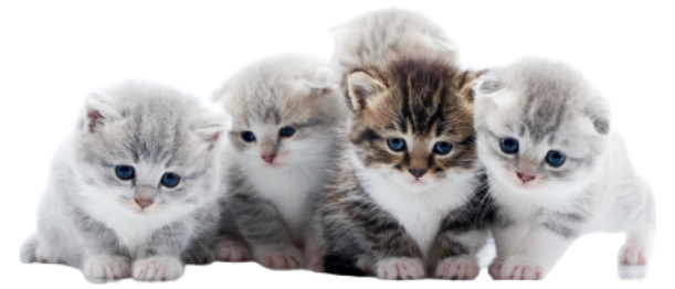 four small cute grey kittens and one dark brown ki B7XQYBJ removebg preview