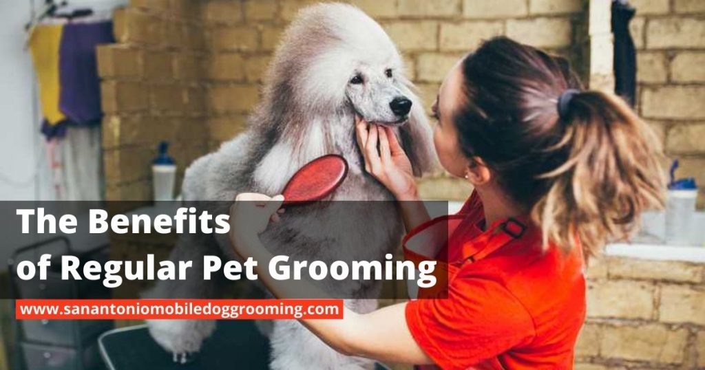 Whether you are a dog lover, our faves are some of the most special members of our family. One of the most important liabilities of being a dog owner is making sure their fleece and nails are maintained throughout the time. Why is dog grooming so essential? Keep reading to learn 5 reasons why you should noway delay visits to the groomer. 1. Dog Grooming Reduces Shedding and Bad Odor Depending on which strain of cat or canine you have, your pet could leave behind tons of fur wherever they go. occasionally it's easy to identify pet possessors because their clothes are also covered in fur. However, regular grooming can help your pet maintain a satiny fleece If you want to keep slipping under control. Another positive effect of grooming is barring bad odors. Frequent cataracts are especially important for faves who spend a lot of time outside. 2. Nail Trimming Will Keep Your Dog Comfortable Professional groomers have a wide range of high-quality pet fixing inventories that the average proprietor wouldn't buy. For illustration, numerous pet possessors can bath their canines, but they do not know how to safely trim their nails. Pet groomers have the right tools and experience that will ensure their nails are noway trimmed too short to beget pain. Since long nails can make walking painful and affect joint and chine health, pussycats can also profit from getting their nails trimmed if they are not a big addict to using scratching posts. 3. Your Dog Can Maintain a Beautiful Appearance Whether you prefer a satiny short fleece or an elegant long fleece, your groomer can hear to your preferences and deliver stunning results that are within your fave stylish interests. Regular visits to the groomer mean that your pet will always be ready to snuggle or pose for a print. 4. Groomers Are Trained to descry Early Health Problems In addition to having a stylish pet fixing outfit, groomers also have eyes that are trained to pick up on any implicit health issues. The before your pet can get diagnosed, the easier it's to treat the problem. Cancer, fleas, skin conditions, and blisters are just a many of the numerous issues precious groomers can spot. 5. Professional Dog Grooming Services Save You Time and Money Trying to prepare your pet by yourself can be rather delicate and kindly dangerous if they have got a hard time sitting still. However, you can no way go wrong with treating your pet to a spa day, If you want to save time and plutocrat. Where Can I Find Pet Grooming Near Me? As you can see, precious grooming is important for numerous reasons. Your pet may not get agitated to go to the groomer, but the health and aesthetic benefits are always worth each trip. Are you looking for a stylish dog groomers in the San Antanio area? If so, Mobile Dog Grooming San Antonio would love to make your dog look and feel like royalty. Contact us to learn about our mobile grooming services and get your appointment.