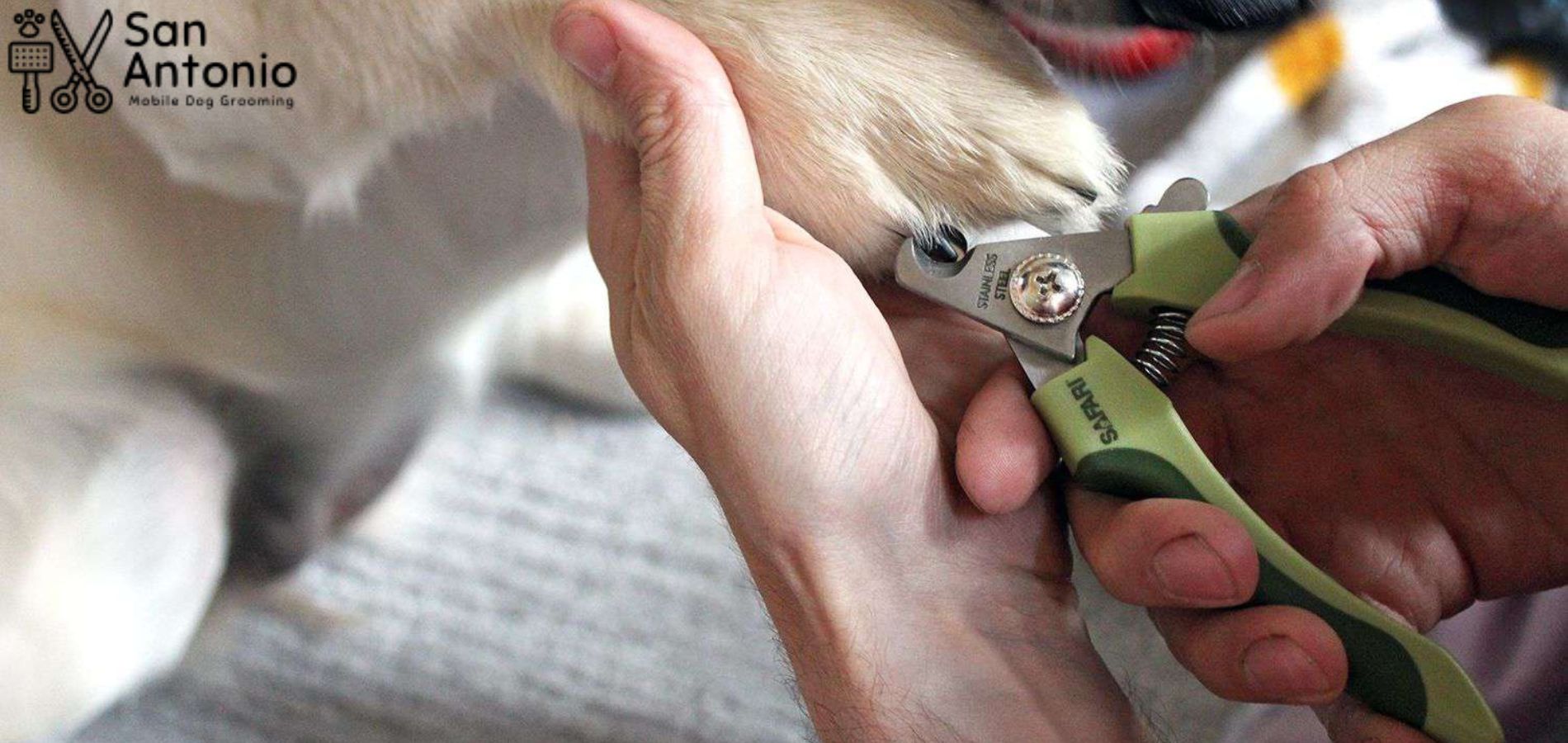 Mobile Dog Nail Trimming San Antonio | Professional Nail Clipping